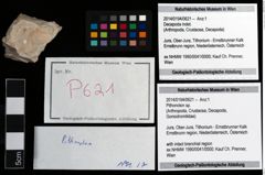 Foto (Objekt + Etikett) von Pithonoton sp.  (NHMW-GEO-2014-0194-0621)